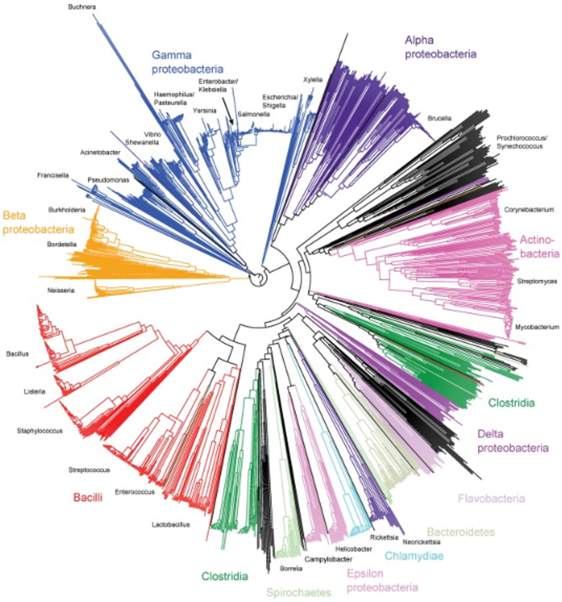 rMLST phylogenetic tree created by Jolley and colleagues