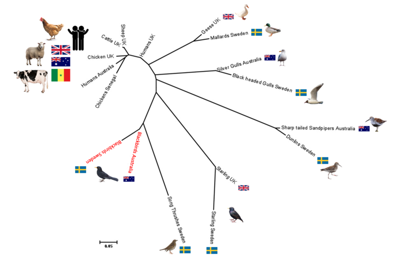 Phylogeny adapted from Griekspoor, et al., 2013