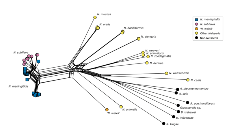 Phylogenetic tree created by Clemence and colleagues