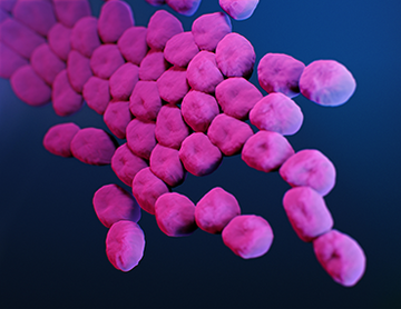 Medical illustration of Acinetobacter baumannii