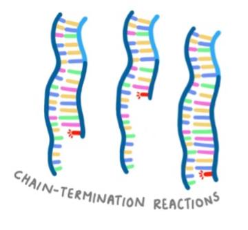 Sanger sequencing - chain termination reactions