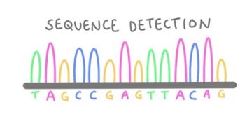 Sanger sequencing - sequence detection