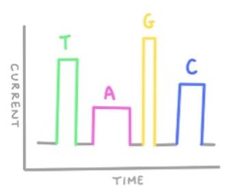 Nanopore sequencing - nucleotide detection