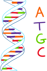 Cartoon drawing of DNA double helix with bases in certain colours